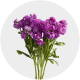 Box flowers Stock Purple (60 Stems)