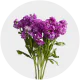 Spray Stock Purple