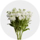 Flowers Stock Yellow (10 St bunch)