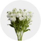 Flowers Stock Yellow (10 St bunch)
