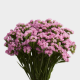Flowers Statice Pink (10 St bunch)