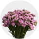 Box Flowers Statice Pink (60 St)