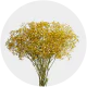Flowers Baby Breath Xlence