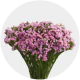 Flowers Statice Fucsia