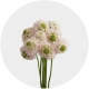 Flowers Scabiosa Hanoi