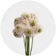 Box Flowers Scabiosa (60 St)