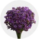 Flowers Statice Lavender