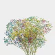 Flowers Baby Breath Rainbow (10 St bunch)