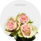 Light Pink Aerobic Roses 40-70 cm