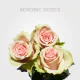 Light Pink Aerobic 40 cm (25 St bunch) 