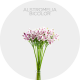 Flowers Alstromelia Lavender/White Bicolor (10 St bunch)