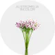 Flowers Alstromelia Lavender/White Bicolor (10 St bunch)