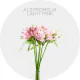 Flowers Alstromelia Light Pink