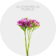 Box Alstromelia Purple (200 St)