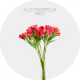 Flowers Alstromelia Red 
