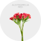 Box Flowers  Alstromelia Red (200 St)