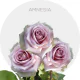 Lavender Amnesia Roses 40-60 cm