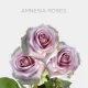 Box Lavender Amnesia 50 cm (100 St)