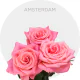 Coral Amsterdam Roses 40-60 cm
