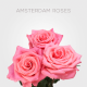 Coral Amsterdam Roses 60 cm (25 St bunch)