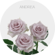 Andrea