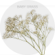 Box Flower Baby Breath 70-80 cm (156 St bunch)