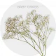 Box Flower Baby Breath 70-80 cm (156 St bunch)