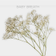Flowers Baby´s Breath Xlence (10 St bunch)