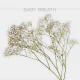 Flowers Baby´s Breath Xlence (10 St bunch)