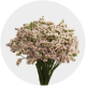 Box Flowers Statice Pink (60 St)