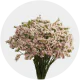 Box Flowers Statice Pink (60 St)