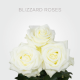 White Blizzard 50 cm (25 St bunch)