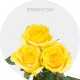Yellow Brighton Roses 50-70 cm