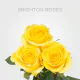 Yellow Brighton Roses 60 cm (25 St bunch)
