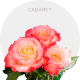 Cabaret Bicolor Roses 40-60 cm