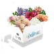 Small Box Bellevue