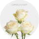 Garden Cream Candlelight Roses 50-70 cm