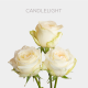 Box Candlelight Roses 50 cm (100 St)
