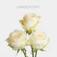 Cream Candlelight Roses 60 cm (25 St bunch)