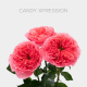 Pink Candy Xpression 40 cm (25 St bunch)