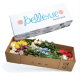 Bellevue Roses Sample Box 2024