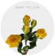 Spray Yellow Baby 40-60 cm (10 St bunch)