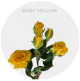 Spray Yellow Baby 40-60 cm (10 St bunch)