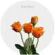 Box Spray Orange Mambo 40 cm (100 St)