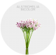 Alstromelia Hot Pink