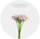 Alstromelia Hot Pink