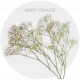 Flowers Baby Breath Xlence