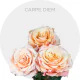 Peach Carpe Diem Roses 40-60 cm