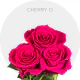 Hot Pink Cherry Oh! Roses 40-60 cm