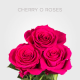 Box Hot Pink Cherry Oh! 60 cm (100 St)